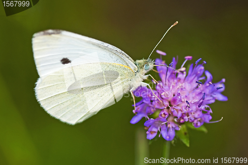 Image of cabbage butterfly, Pieris brassicae