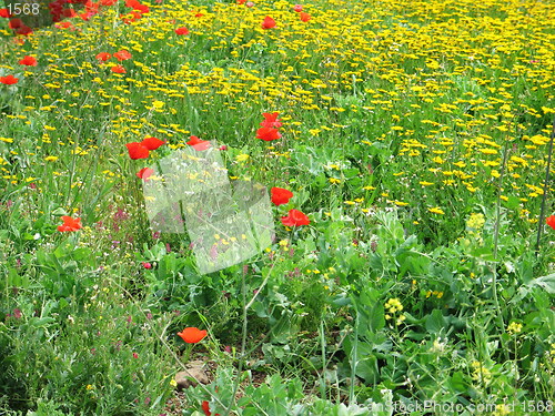 Image of Poppies and daisies. Cyprus