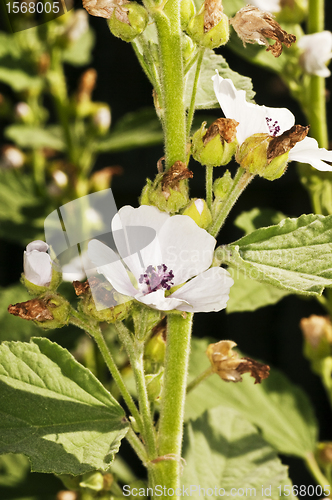 Image of Medicinal plant marsh mallow