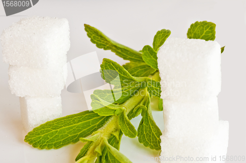 Image of Stevia rebaudiana, support for sugar