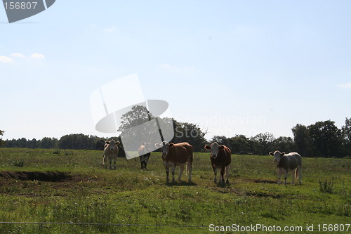 Image of Curious cows