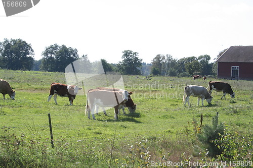 Image of Grazing cows