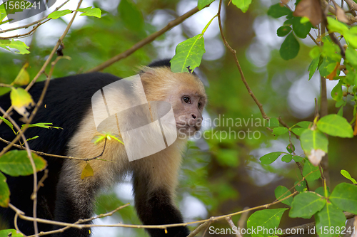 Image of White faced Capuchin