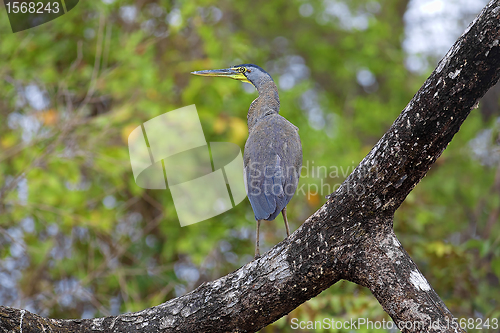 Image of Bare-throated Tiger Heron