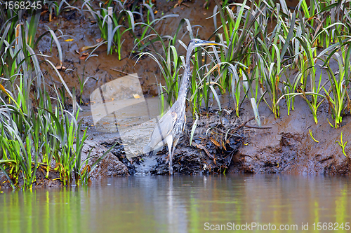 Image of Bare-throated Tiger Heron