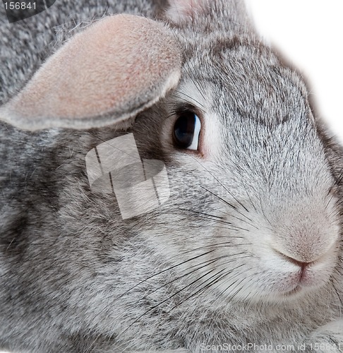 Image of Grey rabbit isolated on white