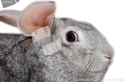 Image of Grey rabbit isolated on white