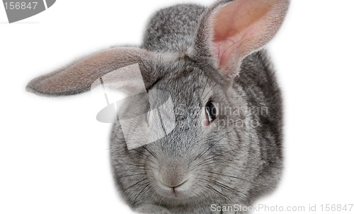 Image of Grey rabbit isolated on white