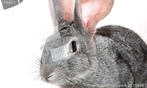 Image of Grey rabbit isolated on white