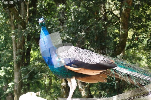Image of peacock
