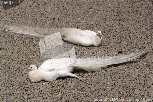 Image of 2 albino peacocks