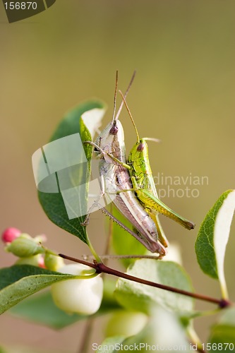 Image of Grasshoopers - Insect's hardcore :-)