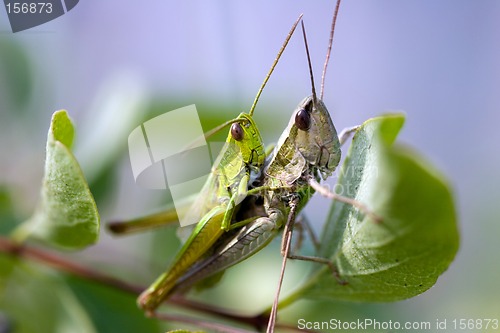 Image of Grasshoopers - Insect's hardcore :-)