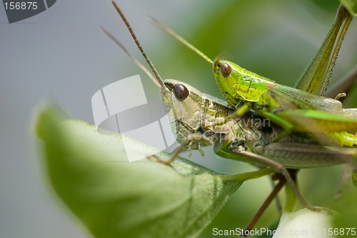 Image of Grasshoopers - Insect's hardcore :-)