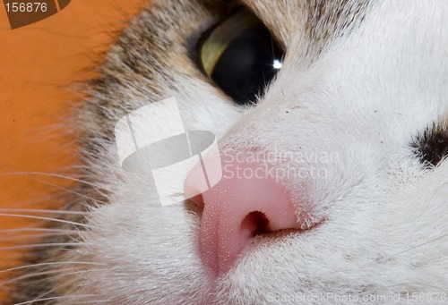 Image of Young cat close up portret