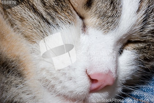 Image of Sleeping cat