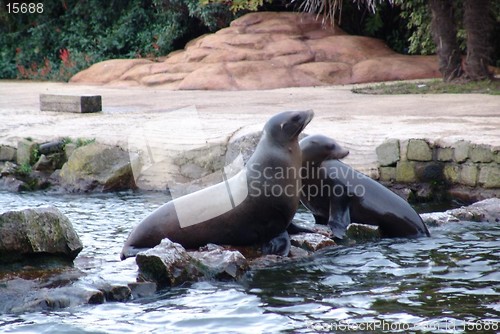 Image of 2 sea lions