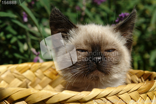 Image of the siamese kitten siting in basket