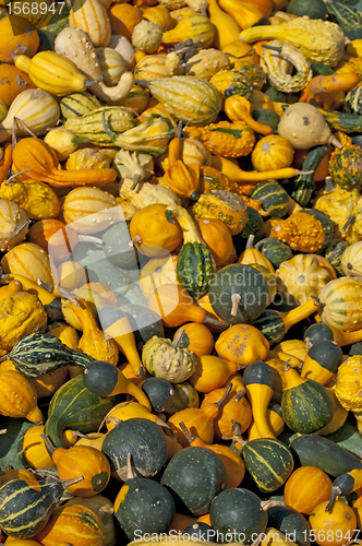 Image of squash for decoration