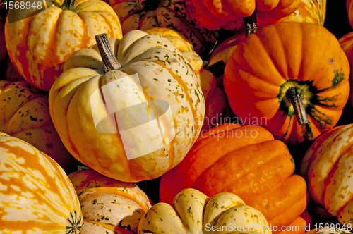Image of  squash Celebration