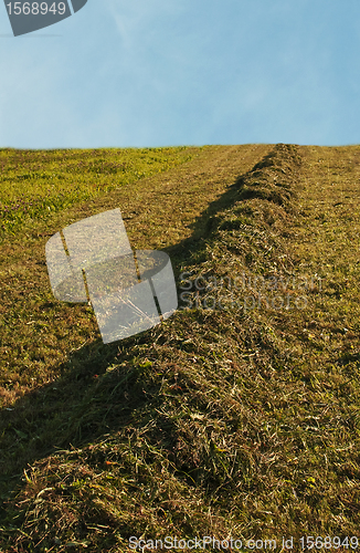 Image of meadow with hay