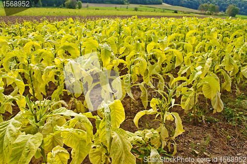 Image of tobacco field