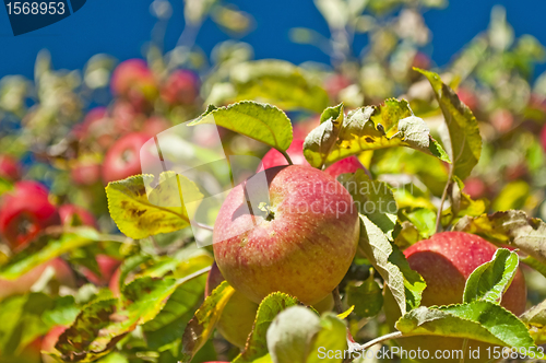 Image of apple on a tree