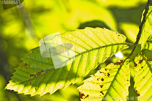 Image of Chestnut leaf in back-light