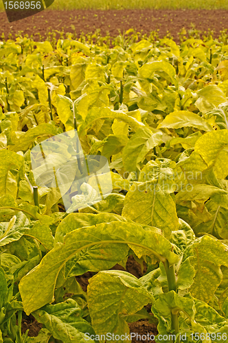 Image of tobacco field