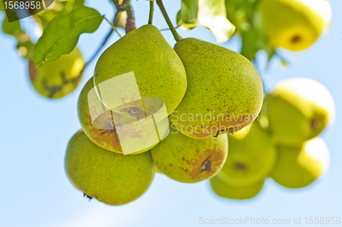 Image of perry-pear
