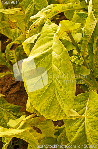 Image of tobacco field