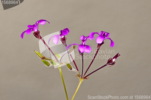 Image of Umckaloabo, herbal medicine of Africa
