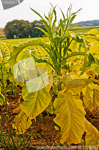 Image of tobacco field