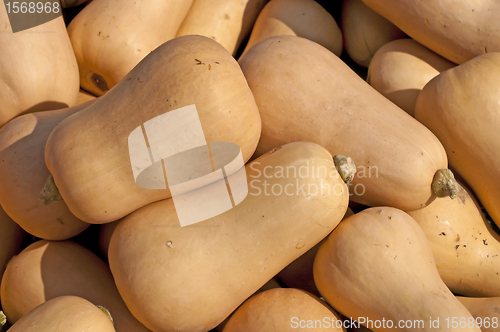 Image of  squash Butternut