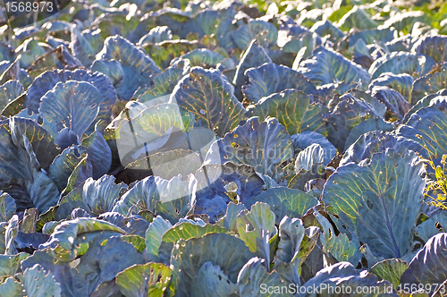 Image of biological cultivation of kale