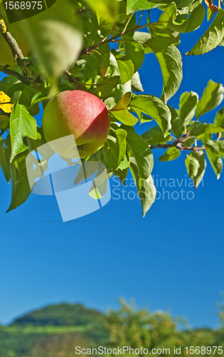 Image of apple with blue sky