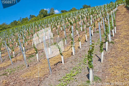 Image of vineyard