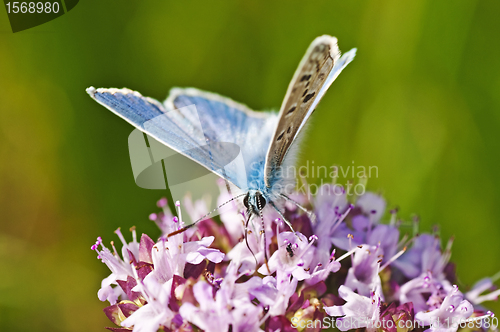 Image of common blue,  Polyommatus icarus