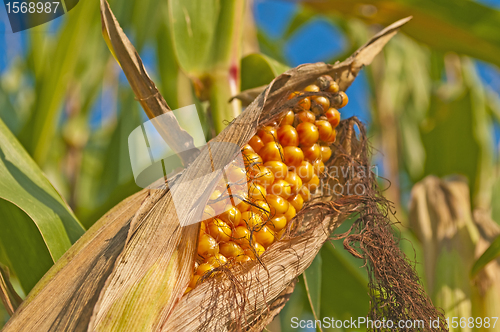 Image of ripe corn