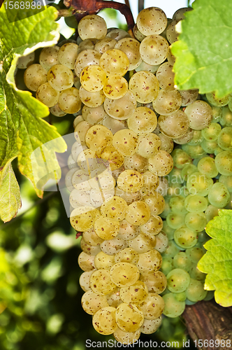 Image of white ripe grapes in a vineyard