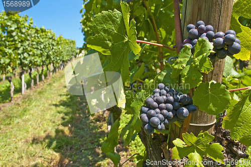 Image of blue ripe grapes in a vineyard