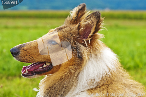 Image of collie dog