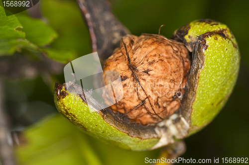 Image of walnut on tree