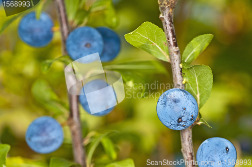 Image of Blackthorn, Prunus spinosus