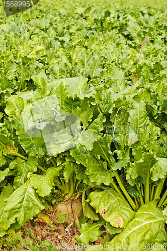 Image of sugar beet