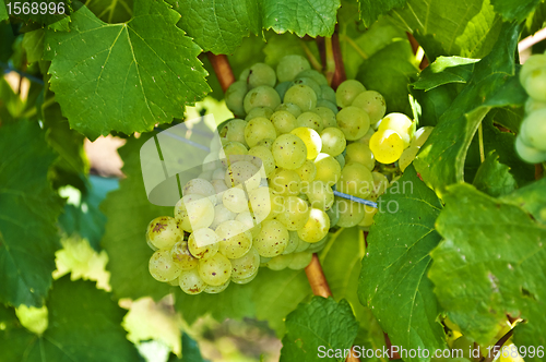 Image of blue ripe grapes in a vineyard