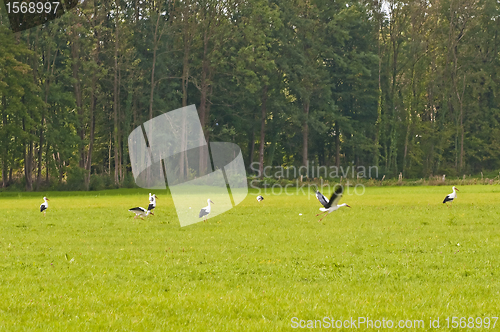 Image of storks on a meadow