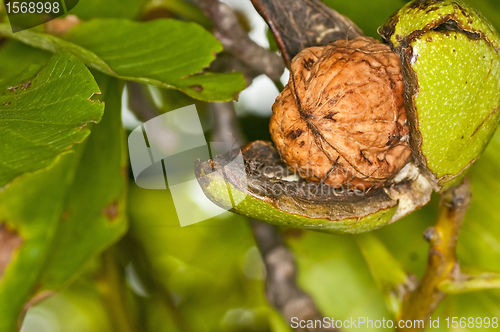 Image of walnut on tree