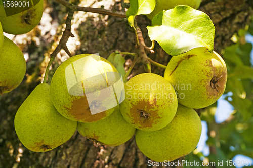 Image of perry-pear