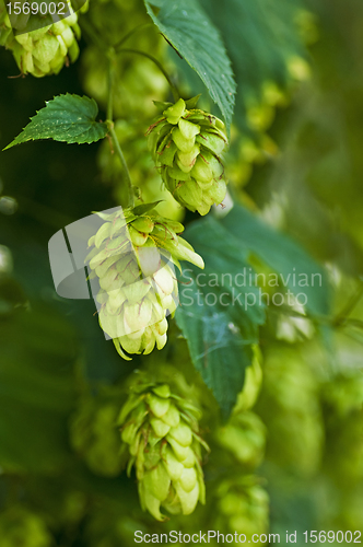 Image of hops